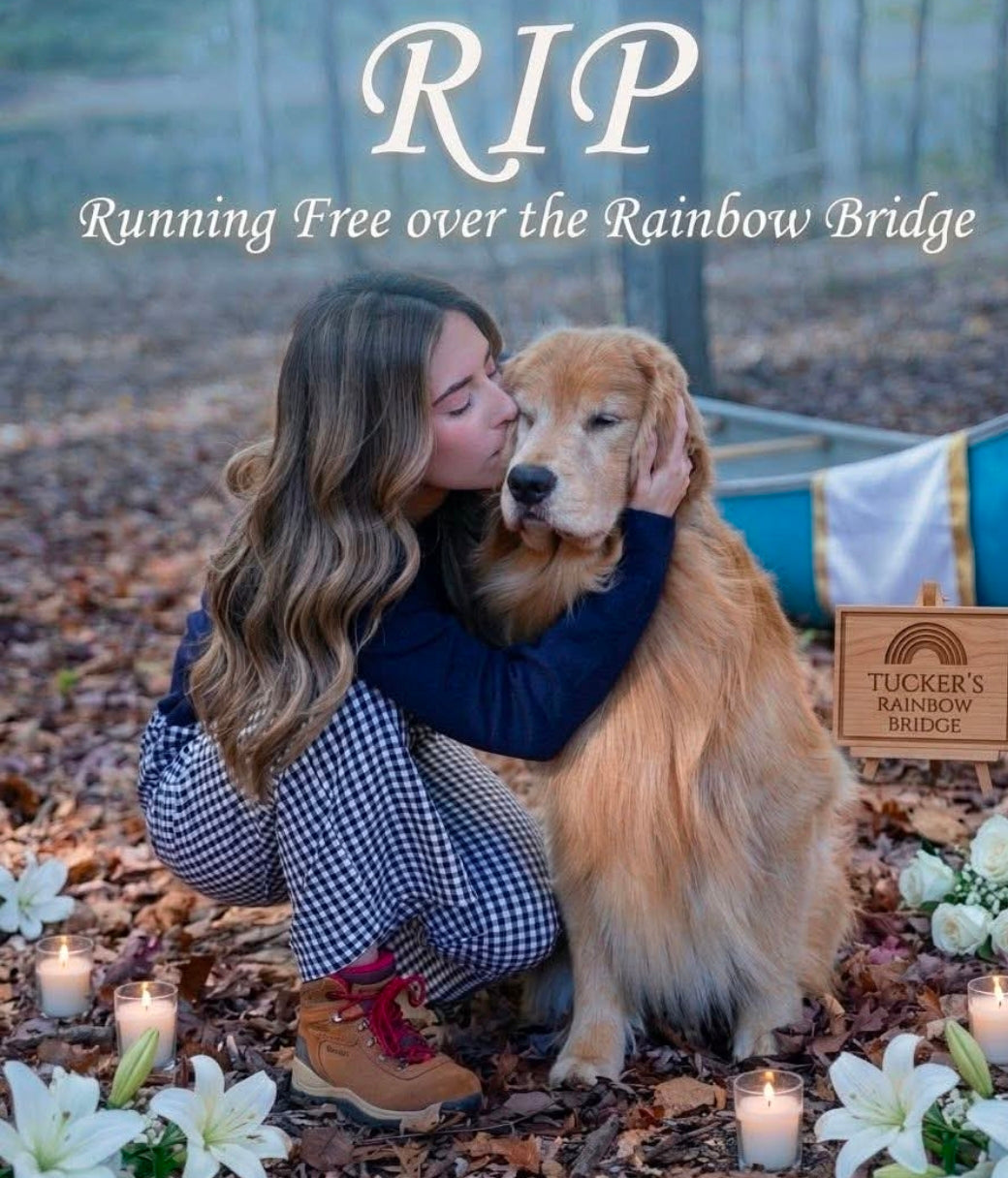A tender farewell — Tucker, our beautiful golden boy, running free over the Rainbow Bridge